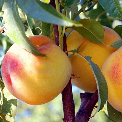 Персики в Орле