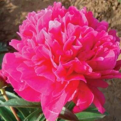 Пион РУБИНОВЫЙ СВЕТ травянистый в Орле