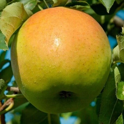 Яблоня МУТСУ в Орле