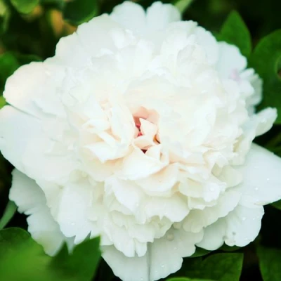 Пион СНЕЖНАЯ КРЕПОСТЬ древовидный в Орле