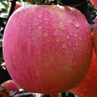 Яблоня РОЗОВЫЙ НАЛИВ в Орле