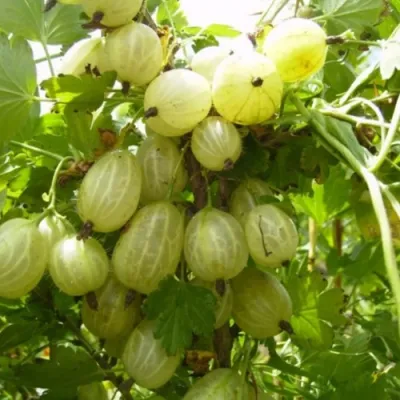 Крыжовник ИНВИКТА в Орле