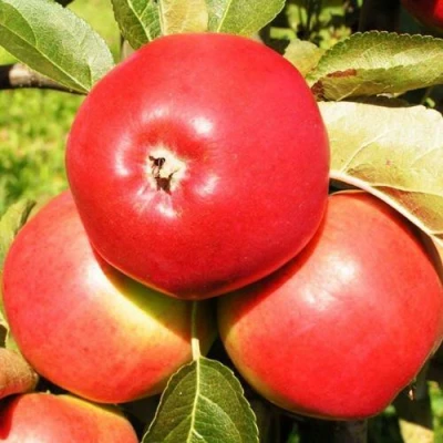 Яблоня СЯБРЫНА в Орле