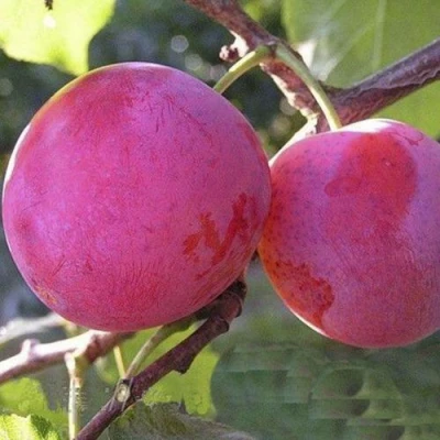 Слива ДЕЛИКАТНАЯ в Орле