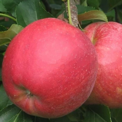 Яблоня РУБИН в Орле