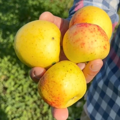 Яблоня КОРИЧНОЕ АНАНАСНОЕ в Орле