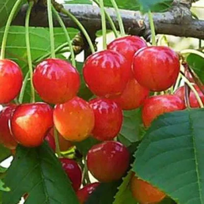 Черешня ДОНЧАНКА в Орле