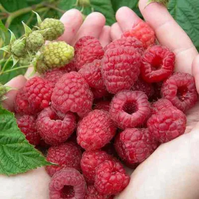 Малина МОЛЛИНГ ДЖУНО в Орле