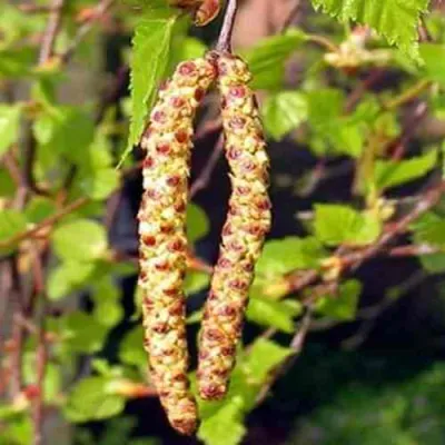 Береза бородавчатая в Орле