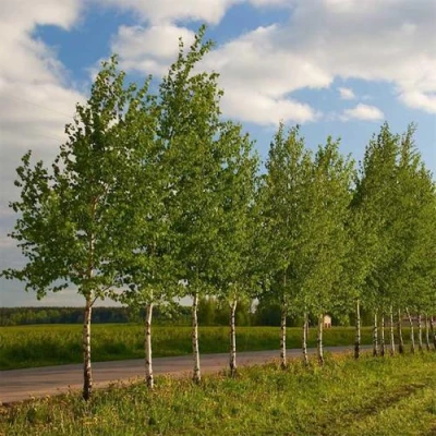 Береза обыкновенная в Орле