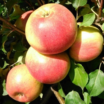 Яблоня ЭМБАССИ в Орле