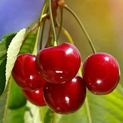 саженцы черешни Теремошка