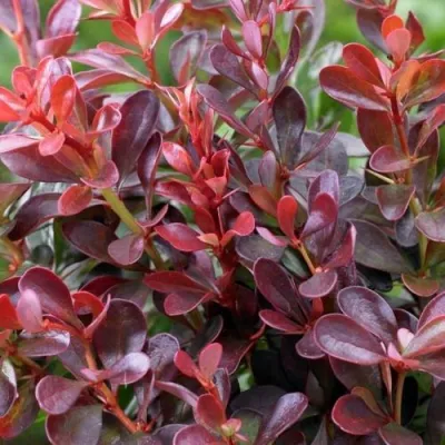 Барбарис АТРОПУРПУРЕА НАНА тунберга в Орле