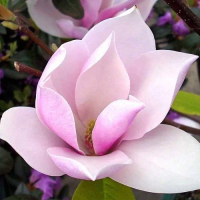 Магнолия АЛЕКСАНДРИНА  в Орле