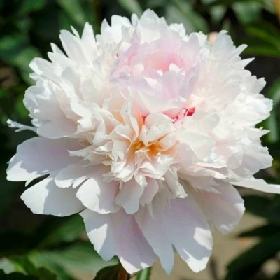 Пион АЛЕРТИ травянистый в Орле