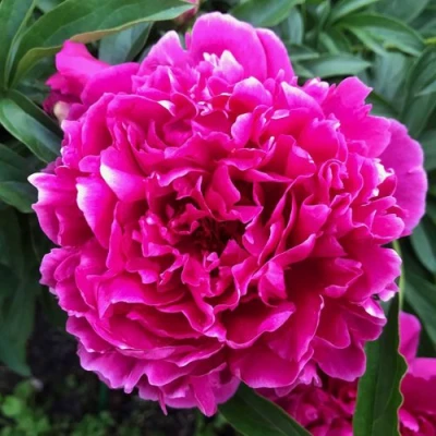 Пион КАРЛ РОЗЕНФЕЛЬД травянистый в Орле