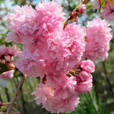 Сакура КИКУ ШИДАРЕ в Орле