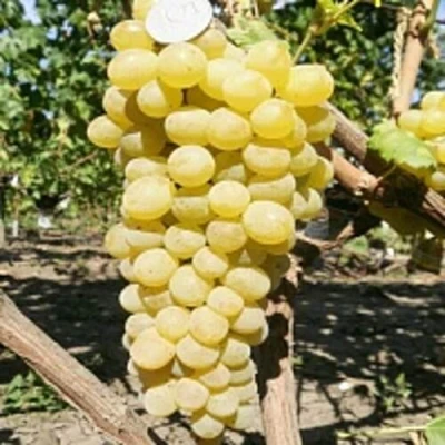 Виноград КИШМИШ ЗОЛОТЦЕ в Орле