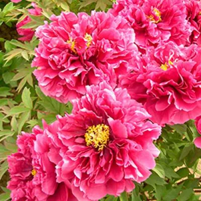 Пион ВОСХОД СОЛНЦА древовидный в Орле