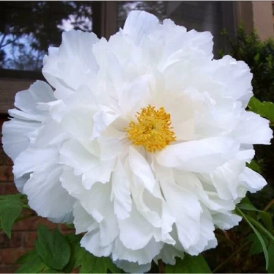 Пион БЕЛЫЙ НЕФРИТ древовидный в Орле