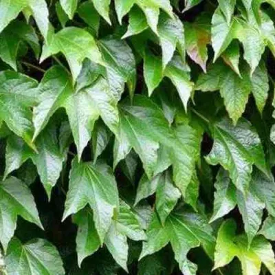 Девичий виноград тройчатый ВИЧИ в Орле