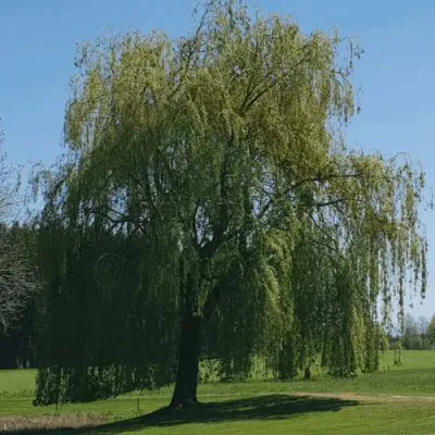 Ива белая в Орле