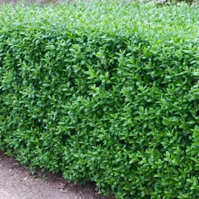 Бирючина обыкновенная АТРОВИРЕНС в Орле