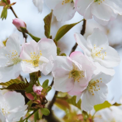 Вишня ОКАМЕ в Орле