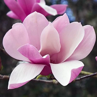 Магнолия РИККИ в Орле