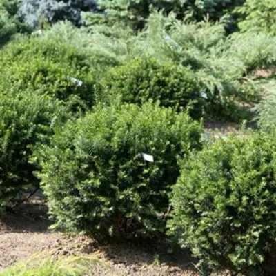 Тис НАНА остроконечный  в Орле