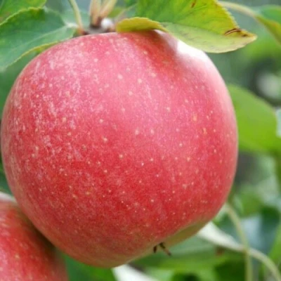 Яблоня ЧЕМПИОН в Орле