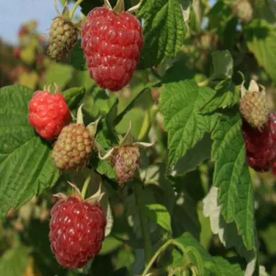 Малина ДЖОАН ДЖИ (ДЖОАН ДЖЕЙ) в Орле