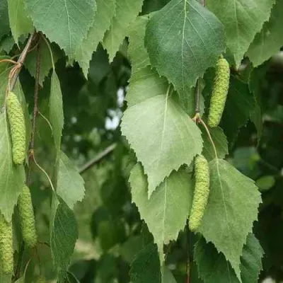 Береза бородавчатая в Орле