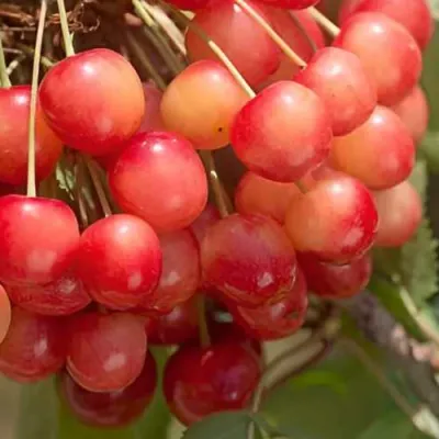 Черешня ЮЛИЯ в Орле