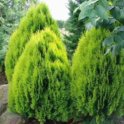 Туя восточная в Орле