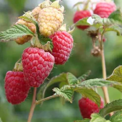 Малина МОЛЛИНГ ДЖУНО в Орле