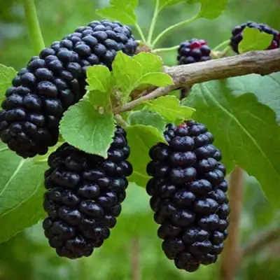 Шелковица плакучая в Орле