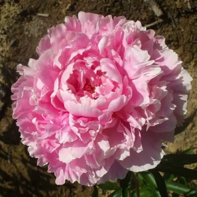 саженцы пиона