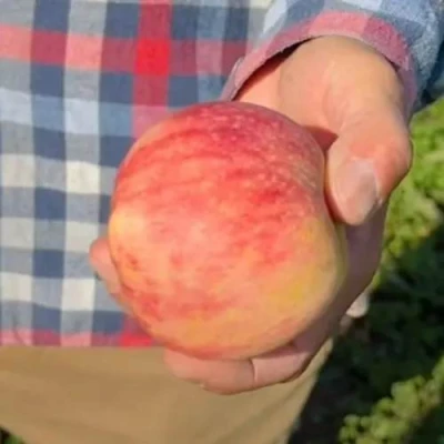 Яблоня ВАСЮГАН колонновидная в Орле