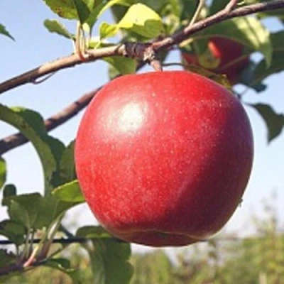 Яблоня ЛИГОЛ в Орле