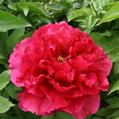 Пион АРОМАТНОЕ ВОСПОМИНАНИЕ древовидный в Орле