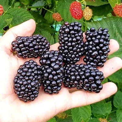 Ежевика ОУАЧИТА бесшипная в Орле