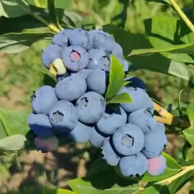 Голубика МЕГАС БЛЮ в Орле