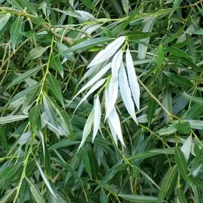 Ива ломкая  в Орле