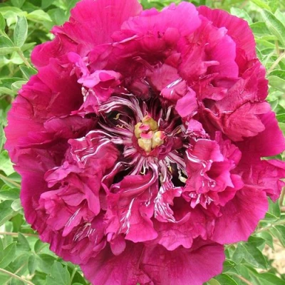 Пион ПУРПУРНЫЙ ОКЕАН древовидный в Орле