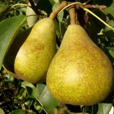 Груша ГЕНЕРАЛ ЛЕКЛЕРК в Орле