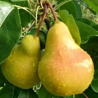 Груша ЛАДА в Орле