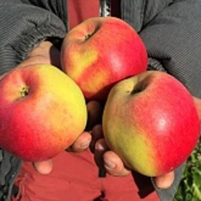 Яблоня СОКОЛОВСКОЕ стелющаяся в Орле