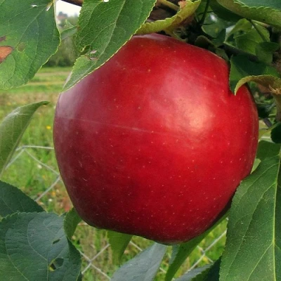 Яблоня РЕДФРИ в Орле