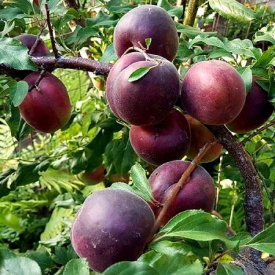 Шарафуга БЕЛЛА РОЯЛЬ в Орле